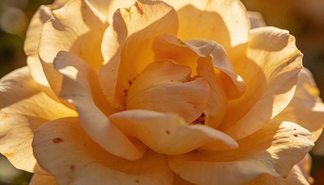 Peach-cream rose blooming in golden light revealing layered velvet petals and bokeh