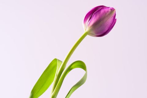 Purple Tulip Bending Gracefully on Soft Pink Background Minimal Spring Floral