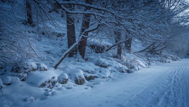 Moonlit snow-covered forest trail with trees bending under heavy snow, tracks on frozen path