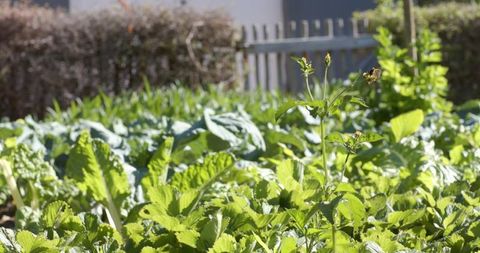 Sunlit backyard garden bed showing leafy greens, serrated groundcover and flowering stalk