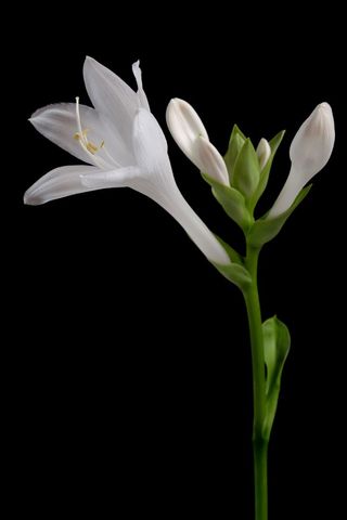 White hosta flower blooming with buds on black background minimal floral still life