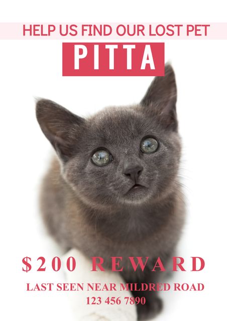 Poster has a call to action for finding a lost pet named Pitta, offering a $200 reward. Utilizes a picture of a young cat to draw attention. Can be used for missing pet campaigns, social media shares, and community bulletin boards.