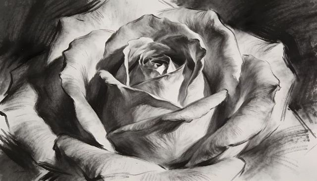 Monochrome charcoal rose drawing filling frame with dramatic shading and texture