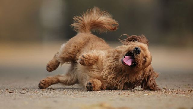 Playful long-haired brown dog rolling on compacted dirt trail showing belly and tongue