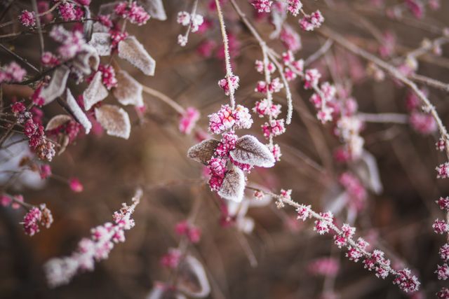 Frost covered pink flowers with delicate ice crystals in a winter garden. The closeup shot captures the intricate details and natural beauty of the frosted petals and leaves. Suitable for winter-themed designs, nature blogs, gardening tips, and seasonal greeting cards.