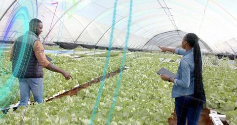 Team analyzing hydroponic lettuce in modern greenhouse facility