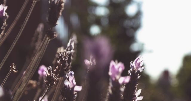 Purple lavender flowers blooming captured with a soft focus in the background, conveying tranquility and beauty of nature. Perfect for gardening magazines, wellness and spa marketing, springtime promotions, and floral inspiration content.
