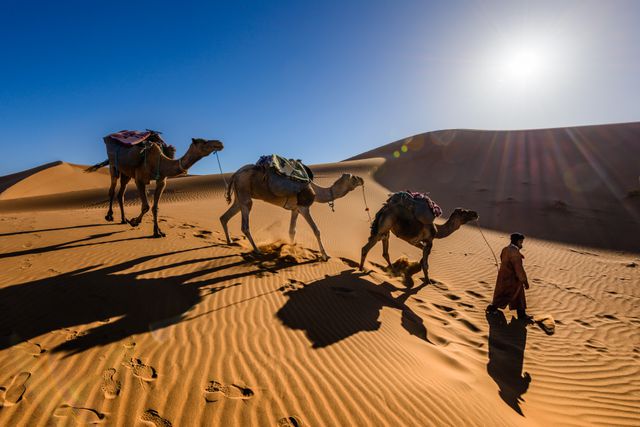 Nomad Leading Camels in Desert Dunes at Sunset - Download Free Stock Photos Pikwizard.com