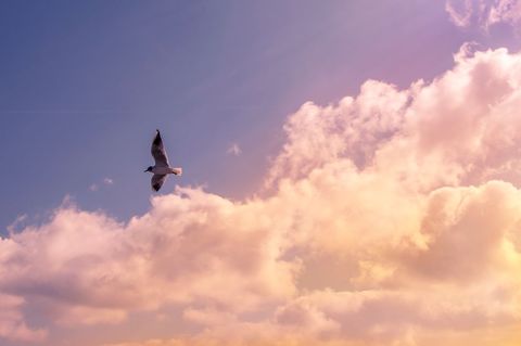 Seagull Soaring Above Pastel Clouds at Sunset, Serene Flight over Golden Pink Sky