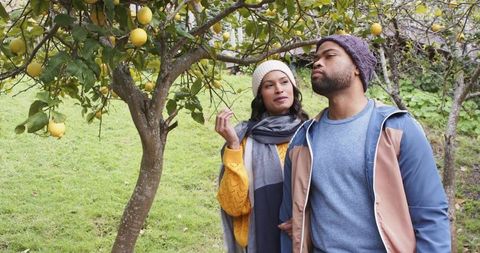 Diverse couple examining lemons in backyard orchard, wearing beanies and cozy fall layers
