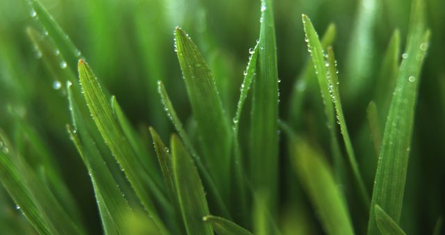 This detailed macro perspective of dewy grass blades captures the serene beauty of nature and fresh morning environments. Ideal for use in environmental campaigns, nature blogs, gardening websites, and wellness promotions emphasizing tranquility and natural beauty.