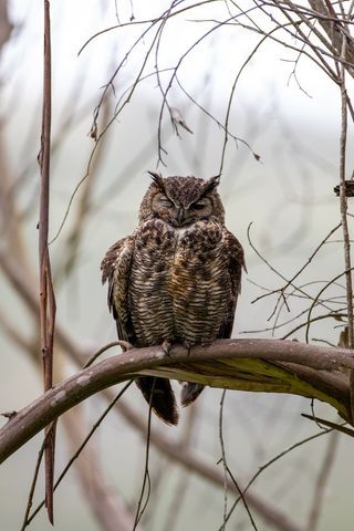 Majestic Owl Perching on Tree Branch in Serene Wilderness