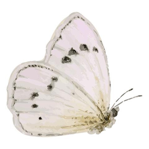 Handpainted pale watercolor butterfly with black spots on transparent background, soft illustration