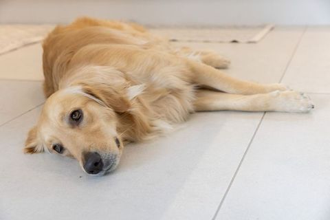 Golden retriever lying relaxed on light tile floor in modern minimalist home interior