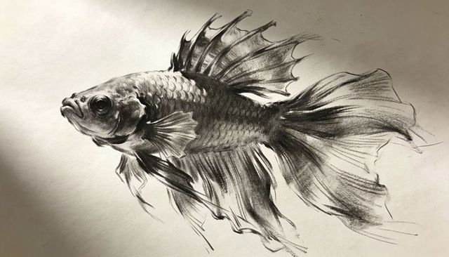 Betta fish pencil drawing charcoal graphite on textured paper with flowing fins