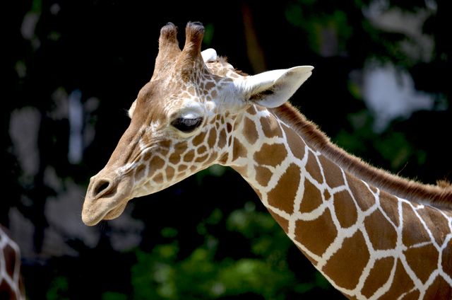 Giraffe standing outdoors showing unique patterned neck and white ears. Perfect for educational materials, wildlife documentaries, nature blogs, and animal photography portfolios. Captures elements of safari adventures and African wildlife.