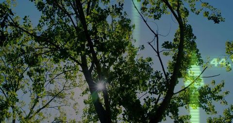 Sunstar streaming through deciduous canopy with starburst backlight and green light leak