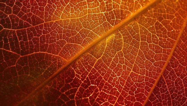 Backlit autumn leaf revealing intricate golden-red vein network and diagonal midrib