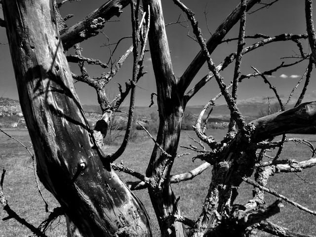 Black and White View of Barren Tree in Natural Environment - Download Free Stock Photos Pikwizard.com