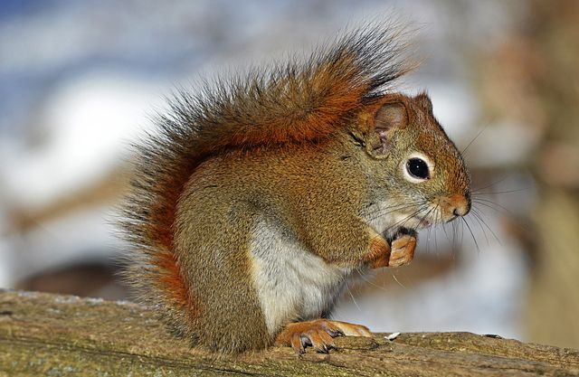 This image captures a red squirrel sitting on a wooden log in a lively forest, showcasing its brown fur and fluffy tail. Ideal for use in nature-themed communications, wildlife documentaries, educational materials, and publications about animals. It conveys themes of natural habitat, wildlife beauty, and environmental awareness.