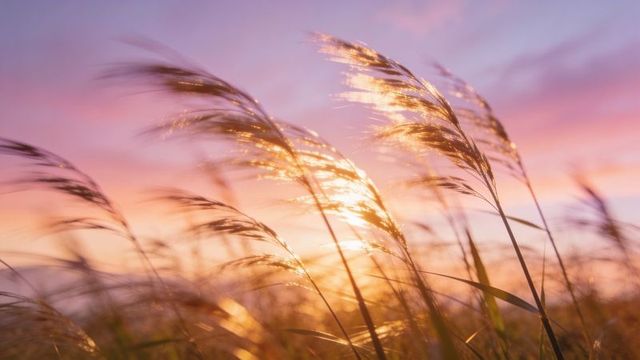 Golden backlit reeds swaying across marsh at sunset with pastel sky light and golden glow