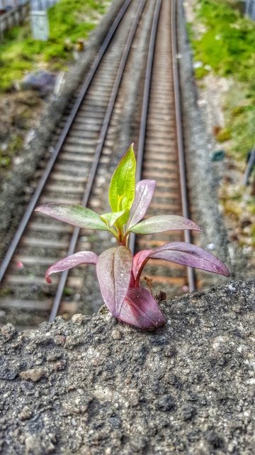 Small plant with green and purplish leaves growing beside train tracks, showcasing resilience and survival in an urban setting. Suitable for topics on nature, environmental resilience, urban greenery, and the strength of life even in challenging places.