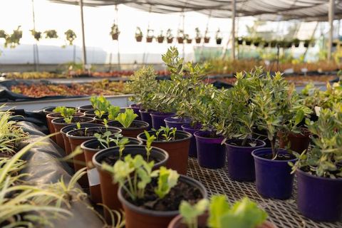 Greenhouse nursery bench showcasing brown and purple pots with seedlings and leafy shrubs