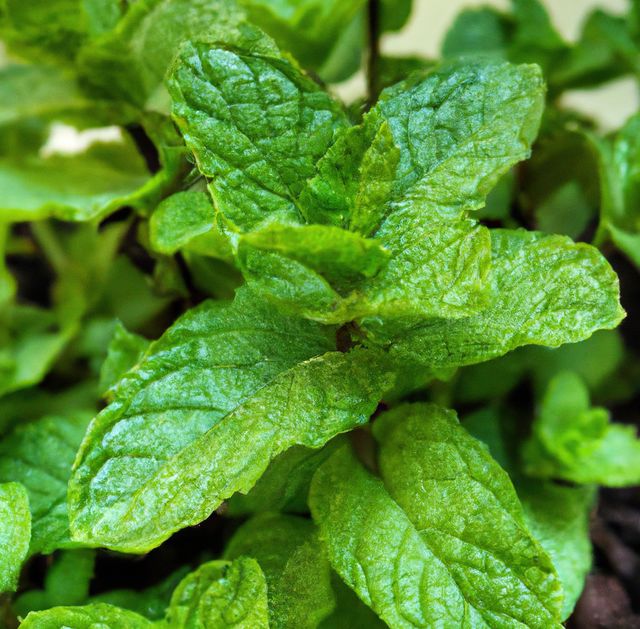 Image of close up of fresh green leaves of mint plant. Plants, herbs and nature concept.