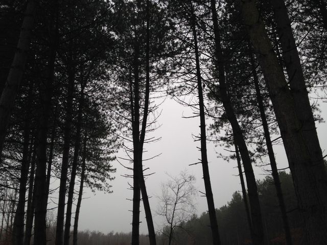 Silhouetted tall pine trees stand amidst a foggy forest, creating a moody, serene atmosphere. Ideal for use in nature-themed projects, wilderness exploration blogs, atmospheric landscape collections, and calming, contemplative visuals.