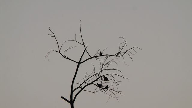 Silhouette of Birds Perched on Bare Branch During Sunset - Download Free Stock Photos Pikwizard.com