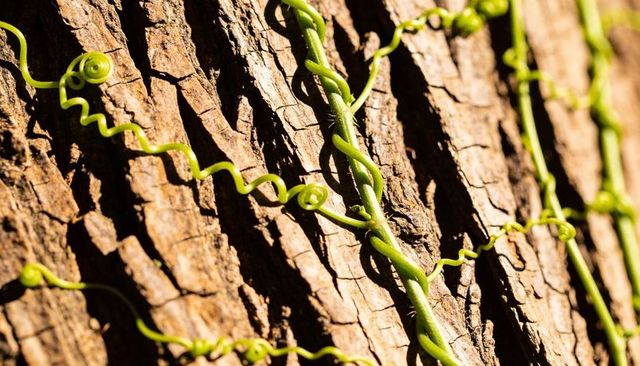 Twining lime vine climbing textured tree bark with coiled tendrils catching sunlight
