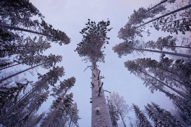 Photograph captures serene winter landscape from forest floor looking up at tall snow-covered trees with clear sky. Perfect for nature-themed projects, winter tourism promotions, wallpapers, and illustrations emphasizing tranquility, serenity, and the beauty of the winter season.