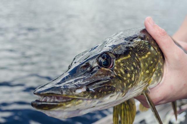 Fisher's hand holding a freshly caught Northern Pike fish close to the camera with a lake in the background. Vivid details of the fish's scales and sharp teeth are visible, creating a sense of triumph and excitement. Ideal for use in fishing blogs, outdoor activity promotions, nature-related articles, and wildlife conservation materials.