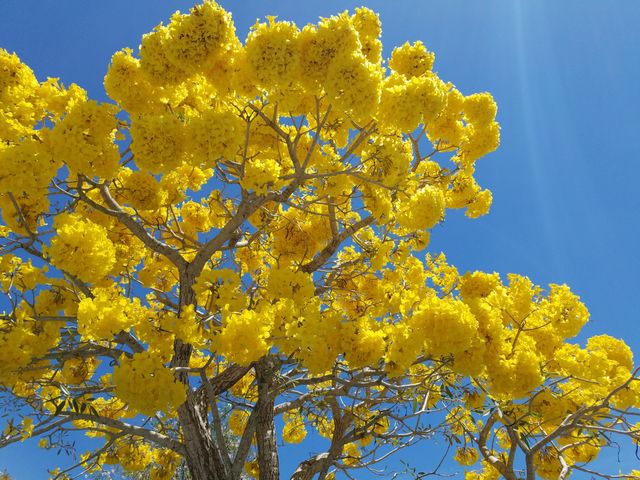This uplifting image features the striking contrast of vibrant yellow flowers from a Tabebuia tree set against a clear, radiant blue sky. Perfect for illustrating themes of spring, renewal, and natural beauty. This serene and bright depiction can enhance blog posts about gardening, seasonal changes, and botany. Also ideal for use in promotional materials for summer outdoor events or travel to tropical destinations.