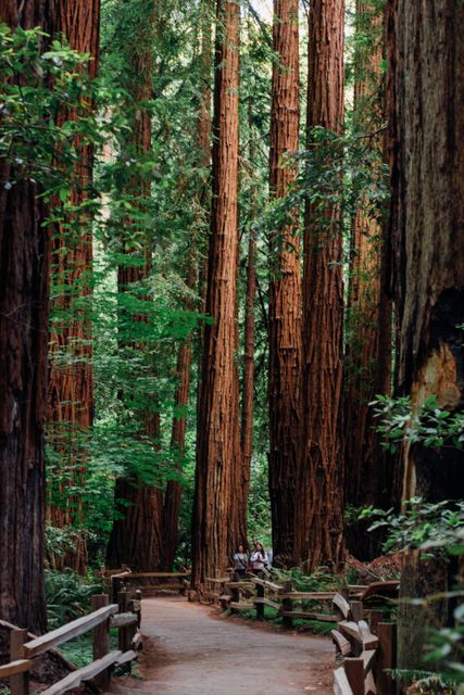 Pathway winding through towering redwood trees in a tranquil forest setting. Perfect for travel brochures, nature-themed magazines, websites focusing on hiking trails, eco-tourism promotions, and wallpaper backgrounds.