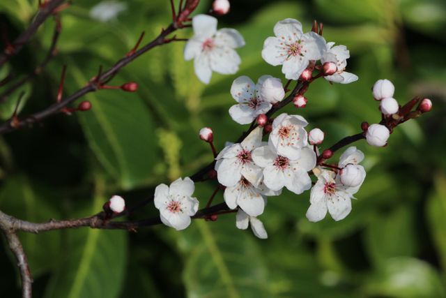 Close-up view of blooming white flowers on tree branch with green leaves in the background. Perfect for botanical studies, gardening blogs, nature-inspired designs, floral decorations, and seasonal-themed projects. The natural simplicity captures the essence of spring and growth.