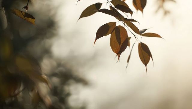 Backlit amber leaves with dew drops on delicate twig, soft bokeh and wide copy space