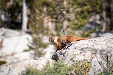 Wild woodchuck marmot resting on sunlit rock in mountainous landscape