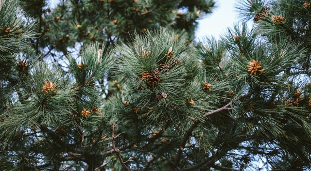 Pine tree branches with pinecones captured in a natural outdoor environment. Ideal for depicting nature, outdoor lifestyle, environmental themes, and forestry projects. Suitable for use in print, web design, posters, and educational materials.