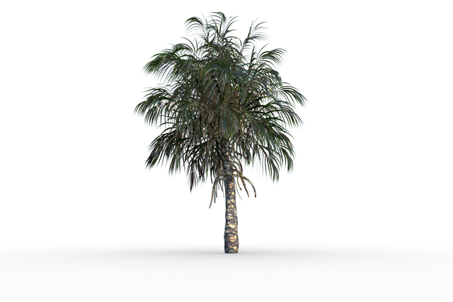 Transparent Tropical Palm Tree with Green Foliage Isolated - Download Free Stock Videos Pikwizard.com