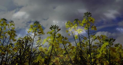 Golden canola bloom with digital data grid conveying precision agriculture and biofuel