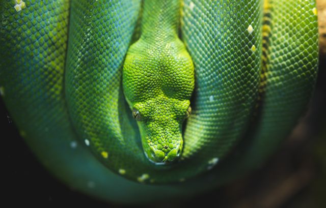 Green snake Snake - Download Free Stock Photos Pikwizard.com