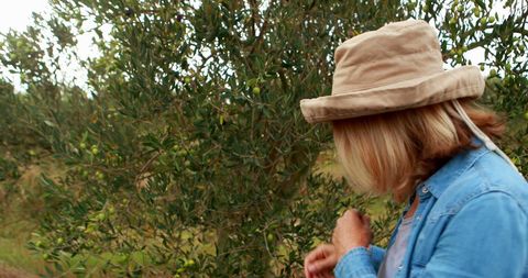 Woman in hat examining olive trees in orchard