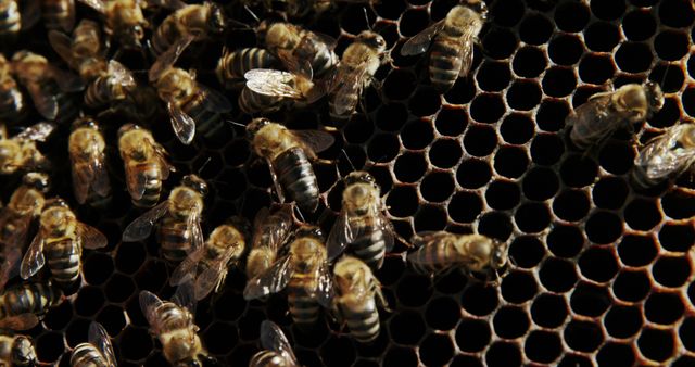 Bees Working on Honeycomb in Beehive - Download Free Stock Images Pikwizard.com