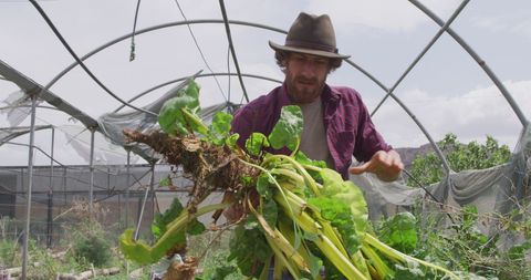 Focused Man Harvesting Vegetables in Greenhouse - Download Free Stock Images Pikwizard.com
