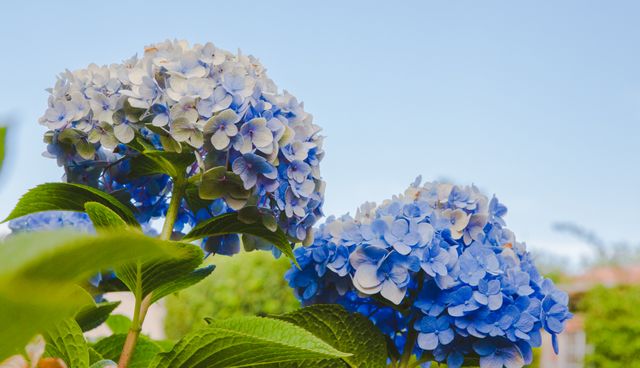 Close-up view of vibrant blue hydrangea flowers blooming under a clear sky. Ideal for nature-themed designs, gardening publications, floral arrangements, seasonal greetings, and outdoor inspiration projects.