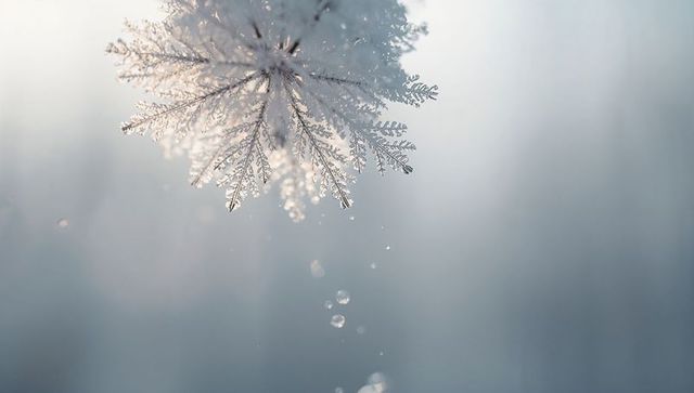 Backlit Frost-Covered Seed Head with Ice Crystal Details and Soft Winter Bokeh