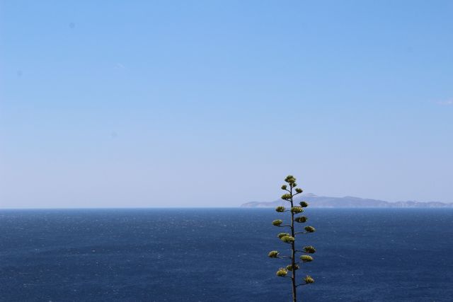 Solitary Tree by Tranquil Ocean with Clear Blue Sky - Download Free Stock Photos Pikwizard.com