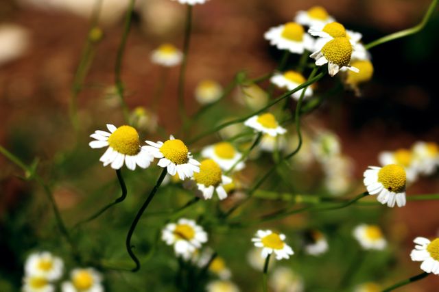 Close-up of wild daisies blooming with yellow centers and white petals. Ideal for nature-related content, gardening blogs, seasonal advertisements, or backgrounds for eco-friendly products.