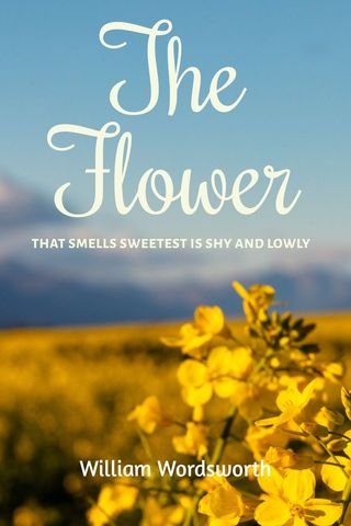 serene yellow flower field under clear sky - Download Free Stock Templates Pikwizard.com